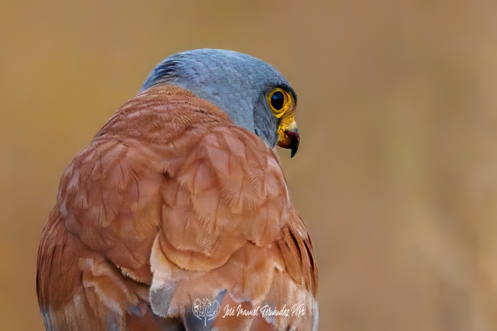 PiPo_701838-Erl