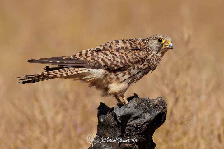 PiPo_709096-Erl