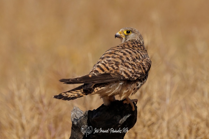 PiPo_710302-Erl