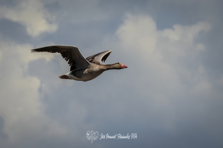 PiPo_353806-CR3_DxO_DeepPRIMErlr