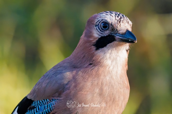 PiPo_501380-Editarrlr