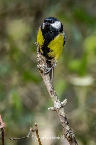 PiPo_431329rlr