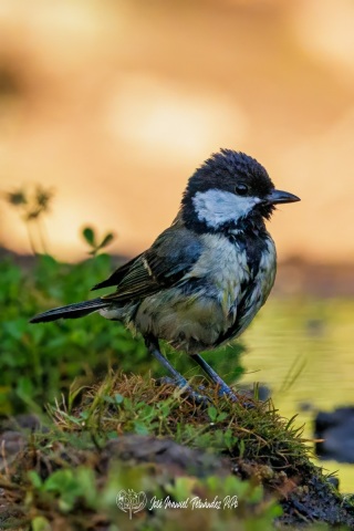 PiPo_544461-Erlr