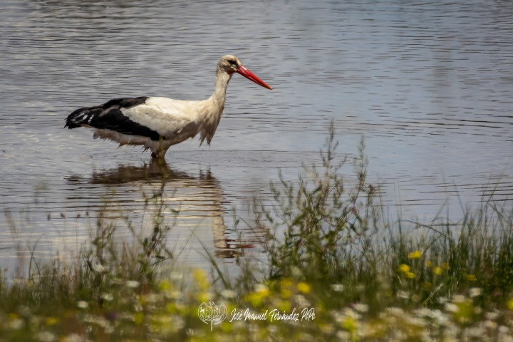 PiPo_354344-CR3_DxO_DeepPRIMErlr