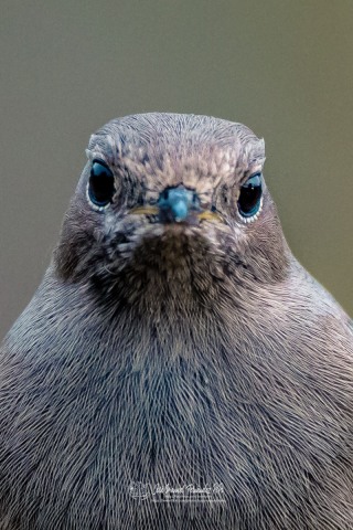 49233133346_17f42e2c3a_or