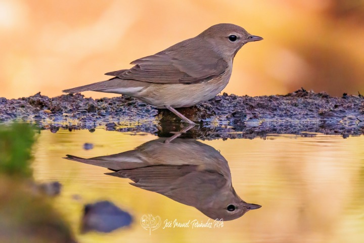 PiPo_540904-Editarrlr
