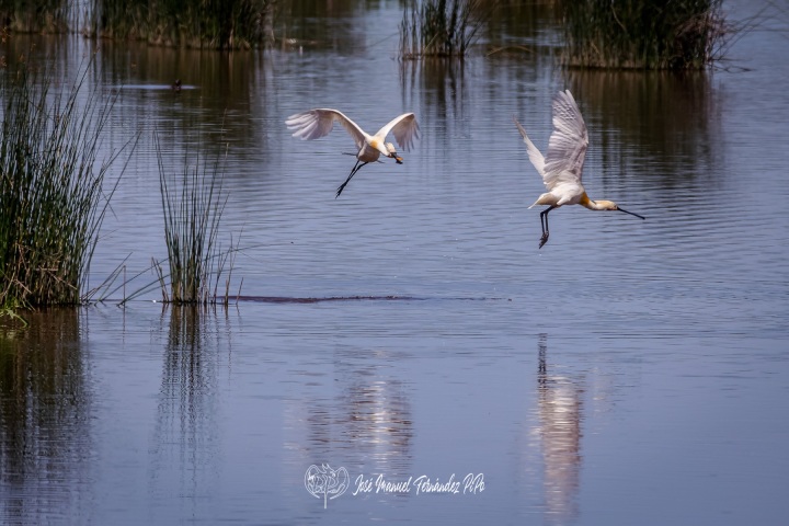 PiPo_353717-CR3_DxO_DeepPRIMErlr