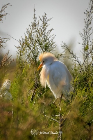 PiPo_320585-CR3_DxO_DeepPRIMErlr