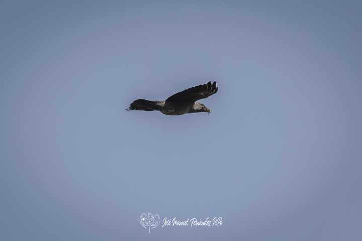 PiPo_312326-CR3r