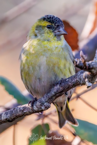 PiPo_629587-Erlr