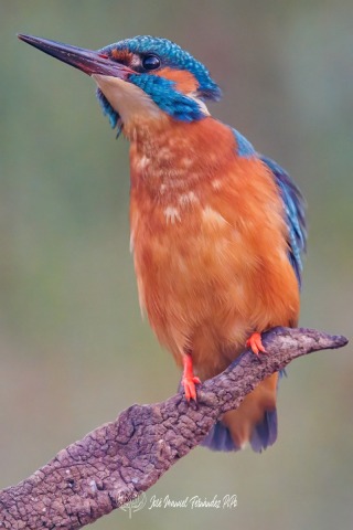 PiPo_496705-Editarrlr