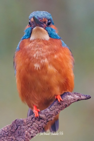 PiPo_496761-Editarrlr