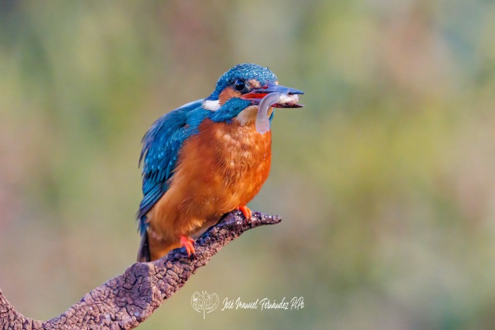 PiPo_500685-Editarrlr