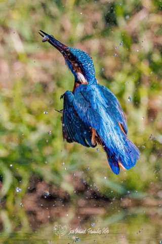 PiPo_504746-Editarrlr