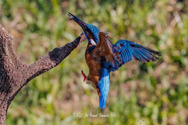 PiPo_504749-Editarrlr