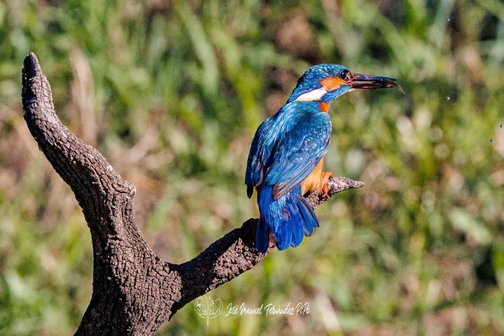 PiPo_504754-Editarrlr