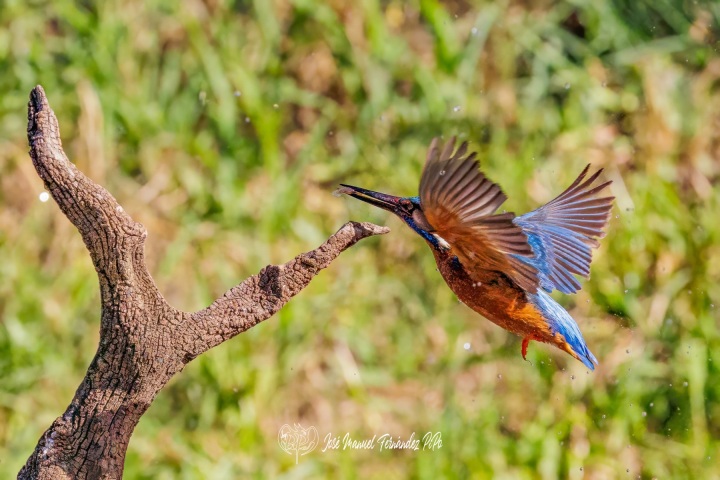 PiPo_505685-Editarrlr