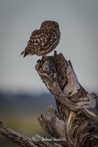PiPo_358451-CR3_DxO_DeepPRIMErlr