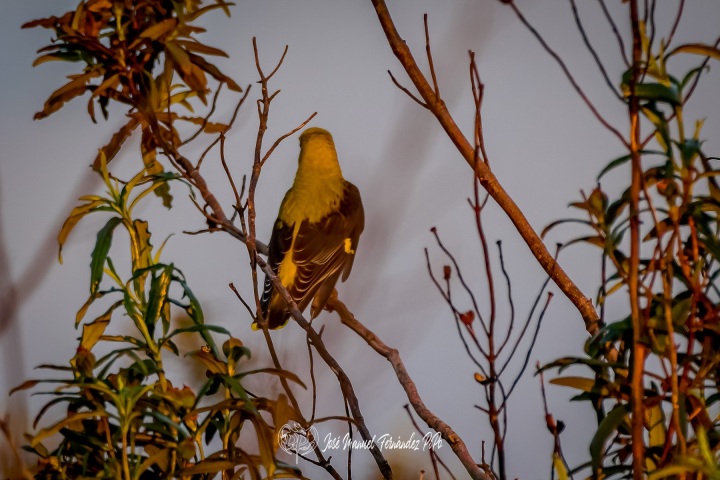 PiPo_362419-CR3_DxO_DeepPRIMErlr
