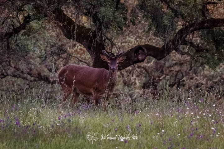 PiPo_359982-CR3_DxO_DeepPRIMErlr