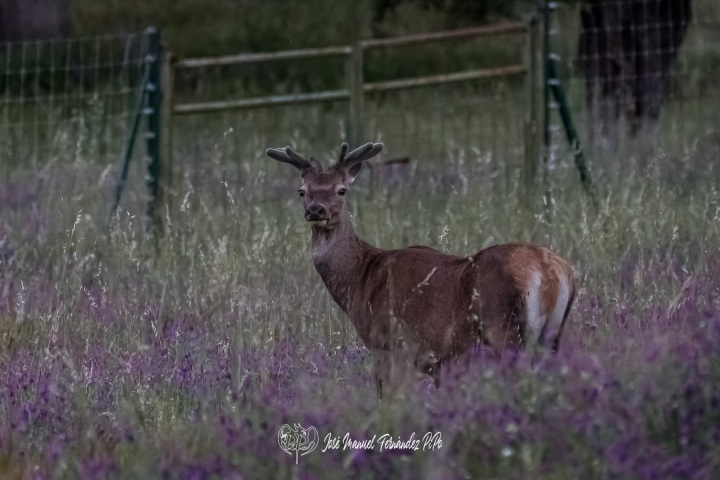 PiPo_360472-CR3_DxO_DeepPRIMErlr