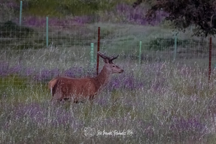 PiPo_360477-CR3_DxO_DeepPRIMErlr