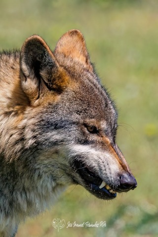 PiPo_522548-Editarrlr