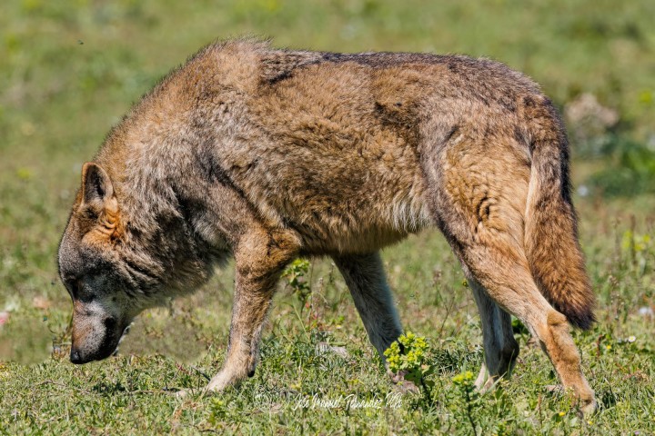 PiPo_522670-Editarrlr