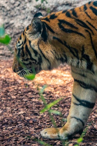 49274745067_1af952aae4_o