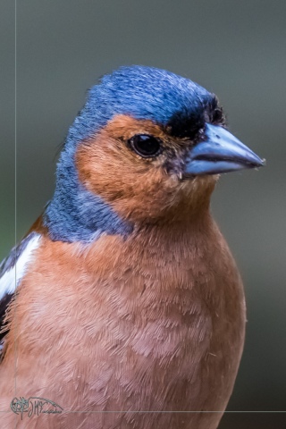 32635552677_7035ef7798_or