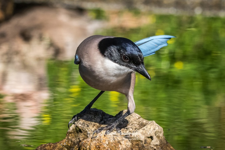 50978999391_407d0992cc_or