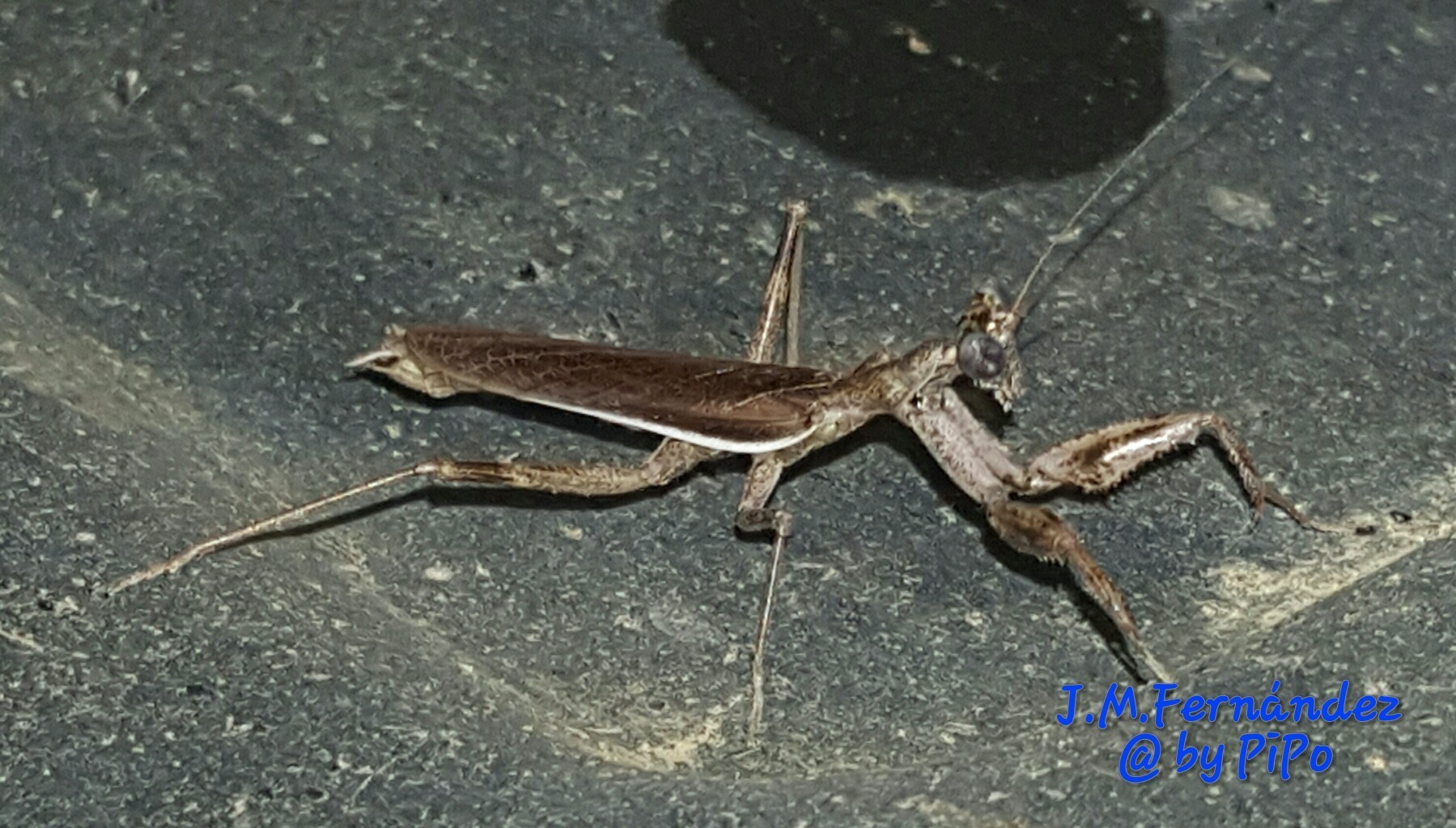 20420447522_c918d750cb_o