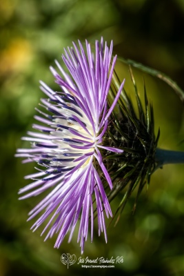 PiPo-0766102-Mejorado-NR-E-E