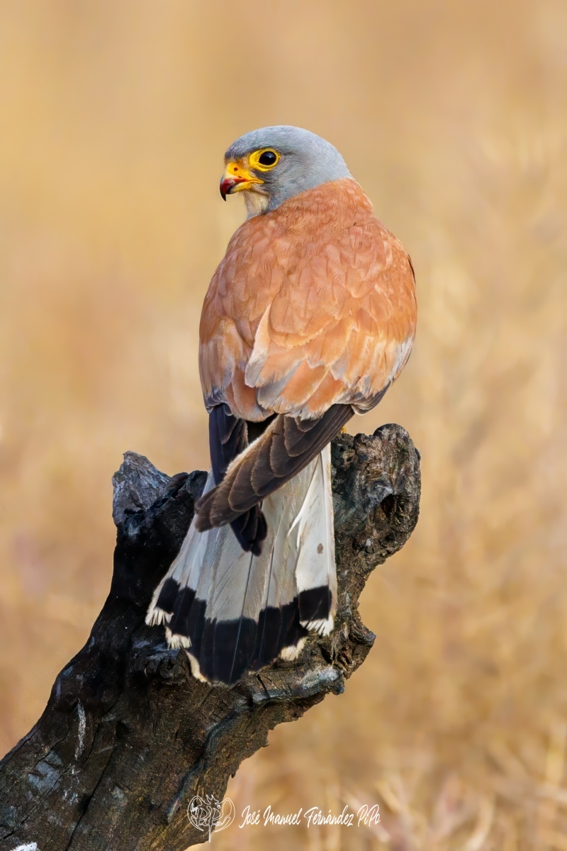 PiPo_701093-Erl