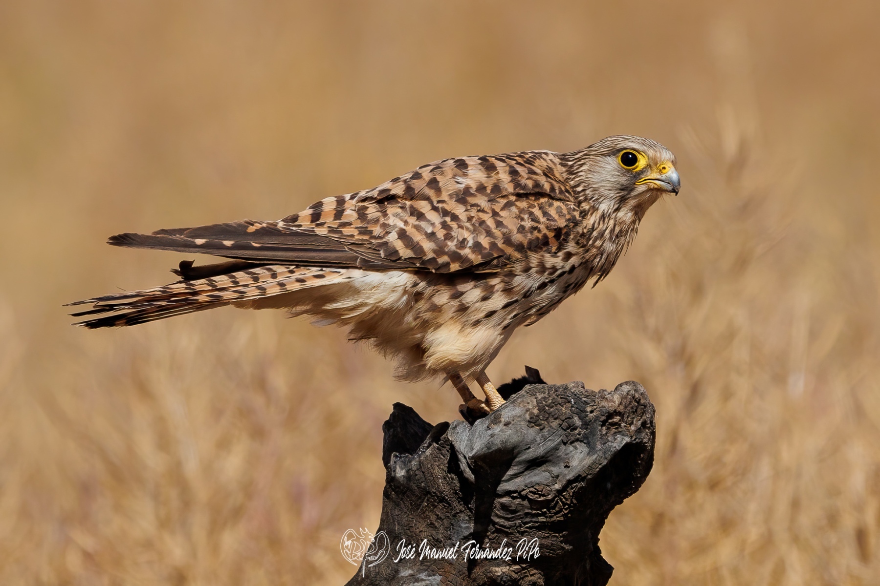 PiPo_709096-Erl