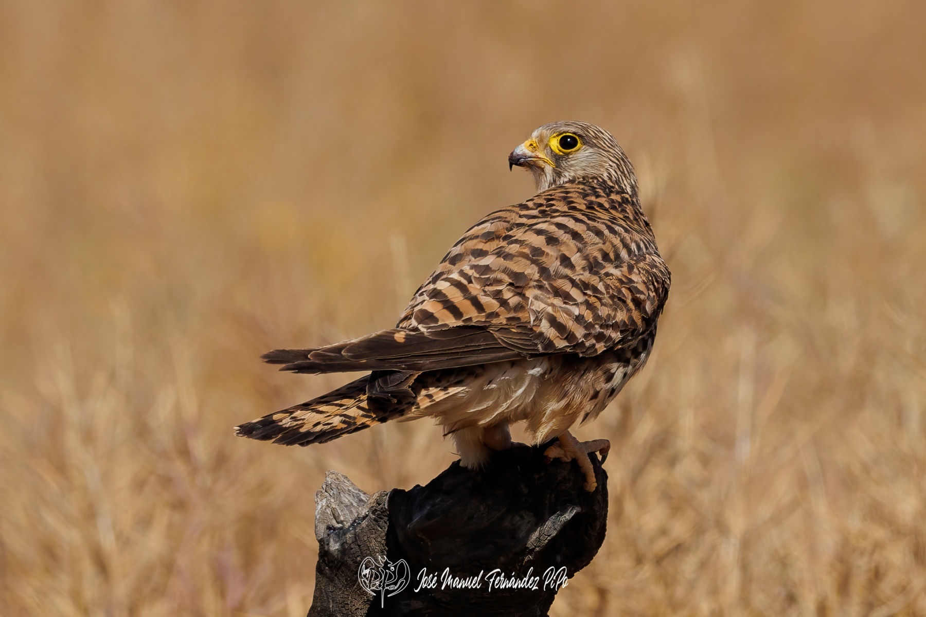 PiPo_710302-Erl