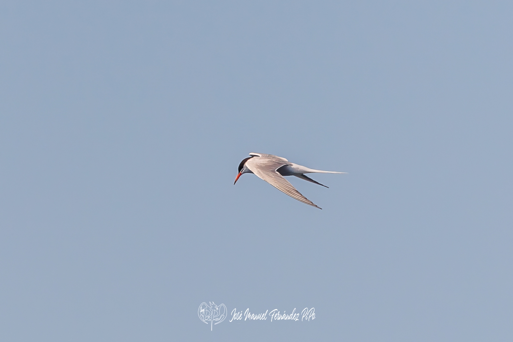PiPo_625014-Erlr