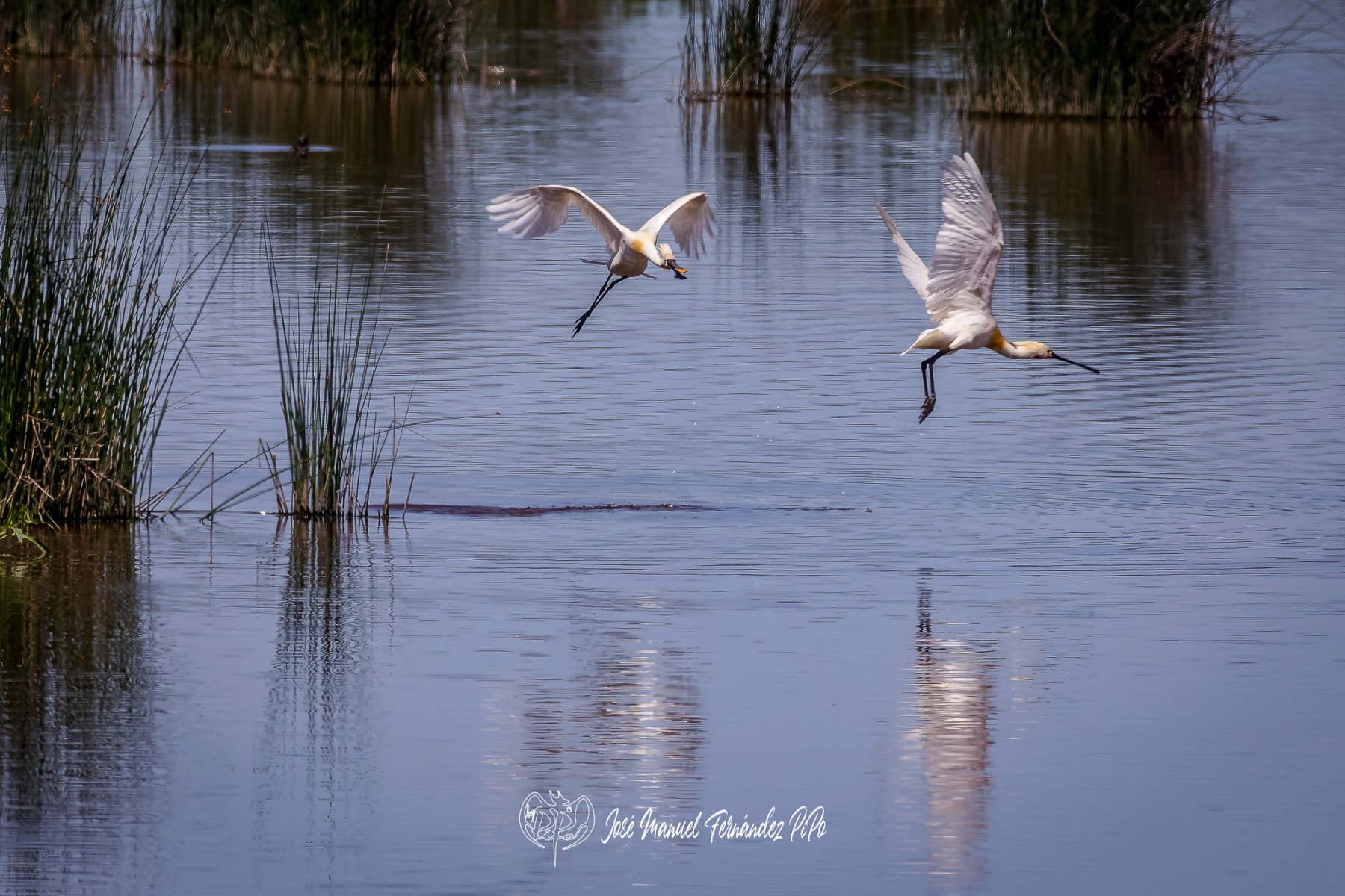 PiPo_353717-CR3_DxO_DeepPRIMErlr