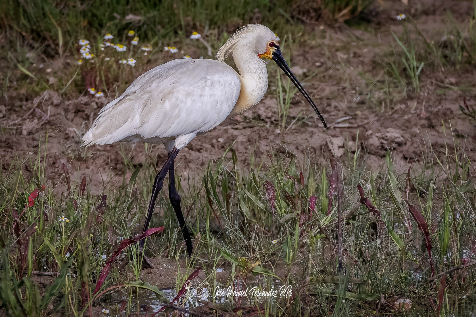 PiPo_356610-CR3_DxO_DeepPRIMErlr