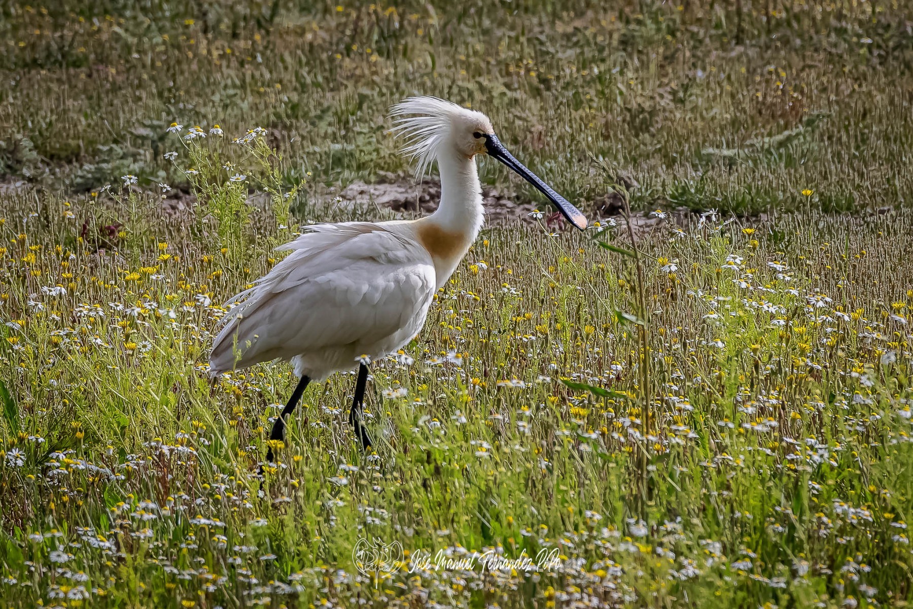 PiPo_356536-CR3_DxO_DeepPRIMErlr
