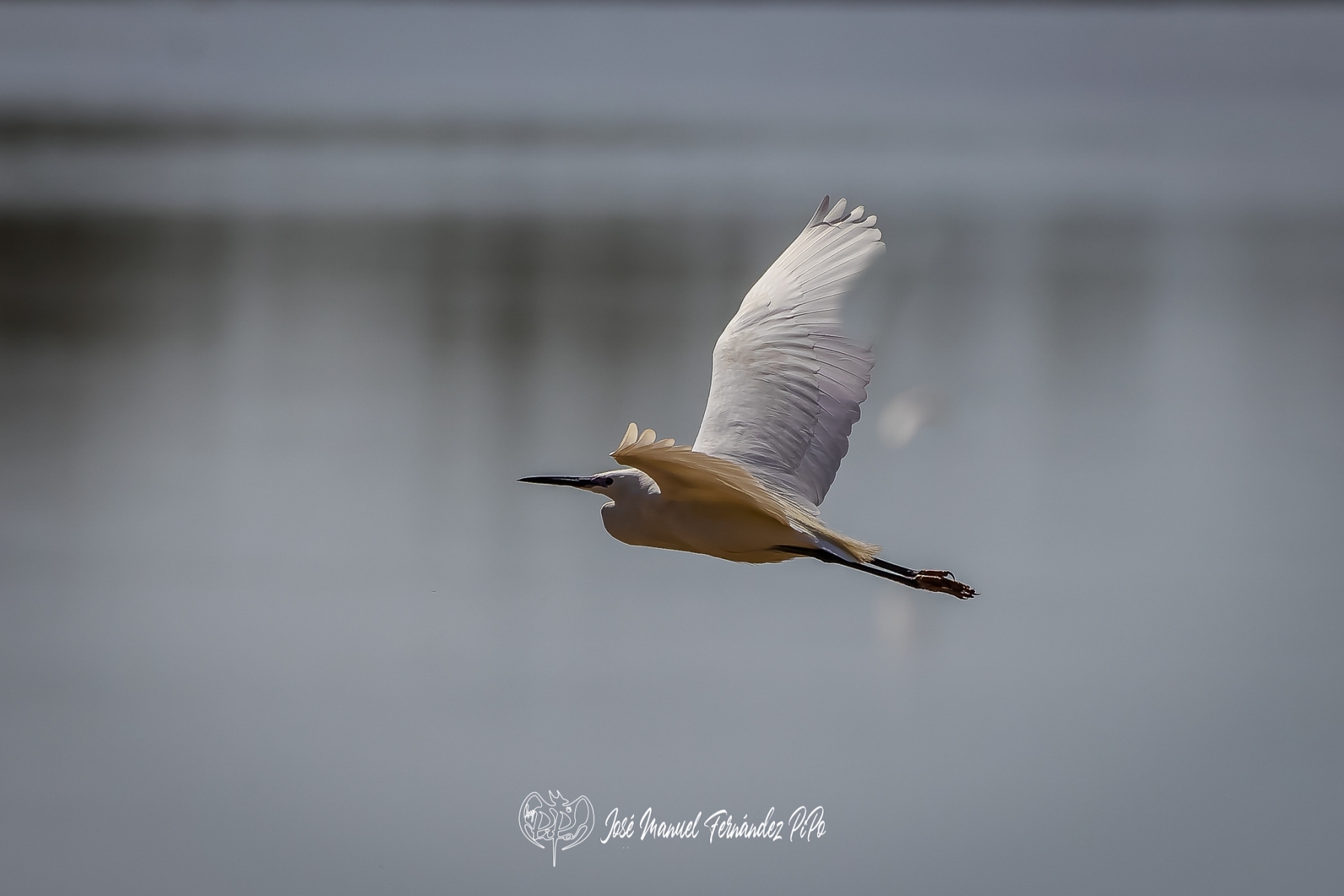 PiPo_323563-CR3_DxO_DeepPRIMErlr