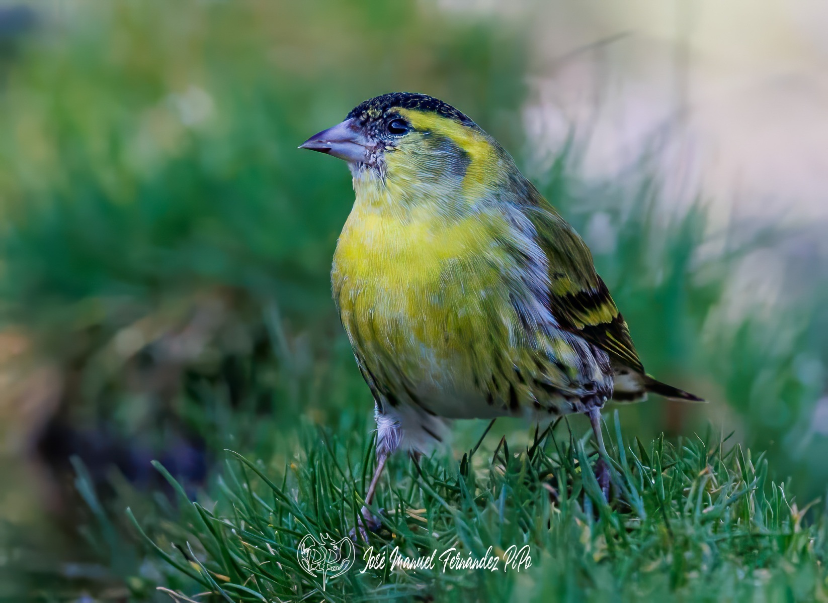 PiPo_631645-Erlr