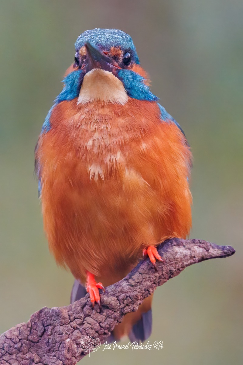 PiPo_496761-Editarrlr