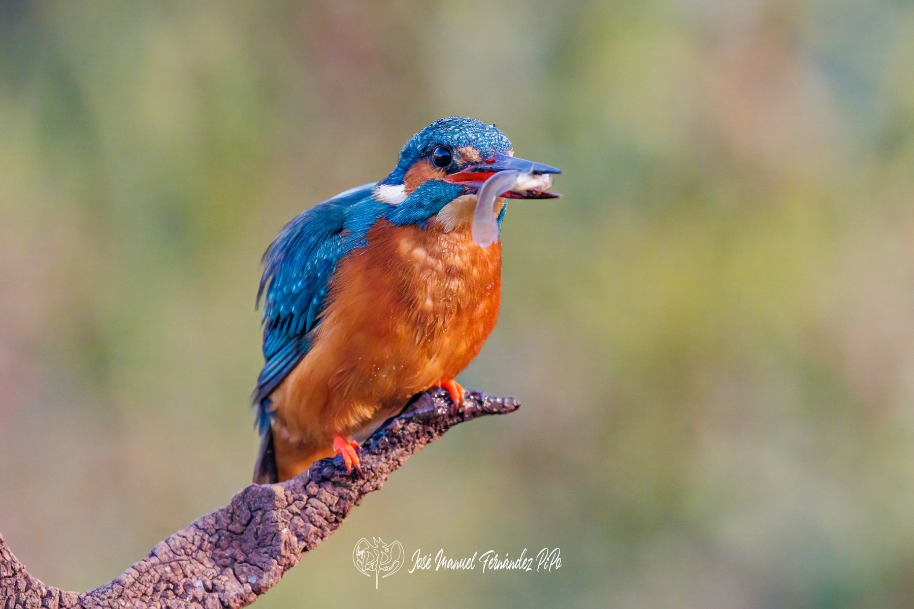 PiPo_500685-Editarrlr
