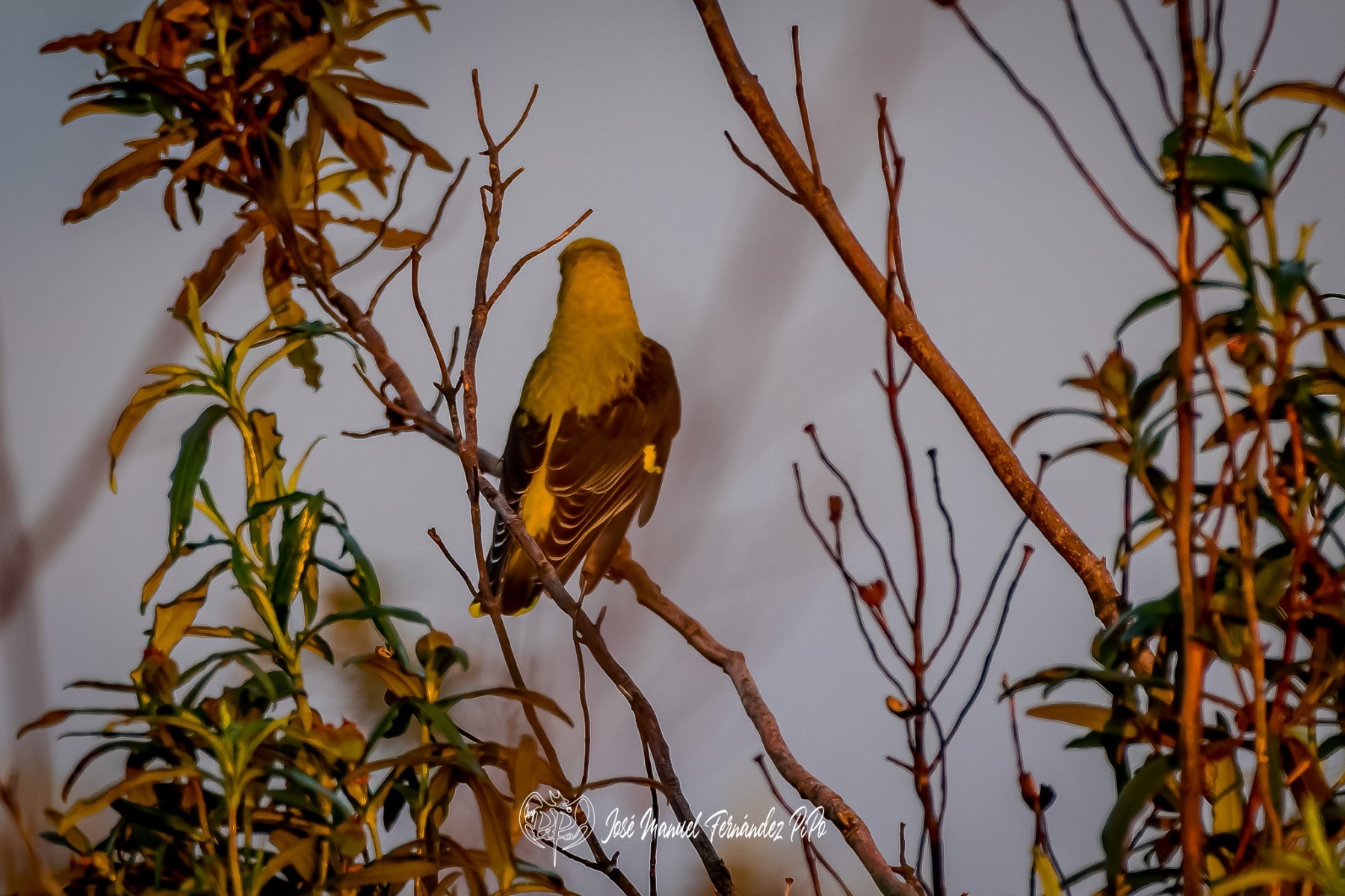 PiPo_362419-CR3_DxO_DeepPRIMErlr