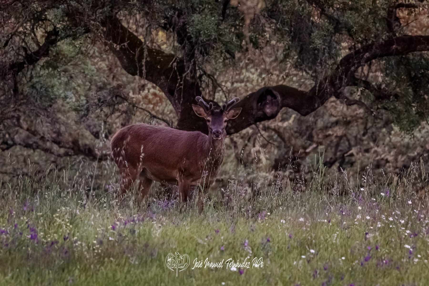 PiPo_359982-CR3_DxO_DeepPRIMErlr