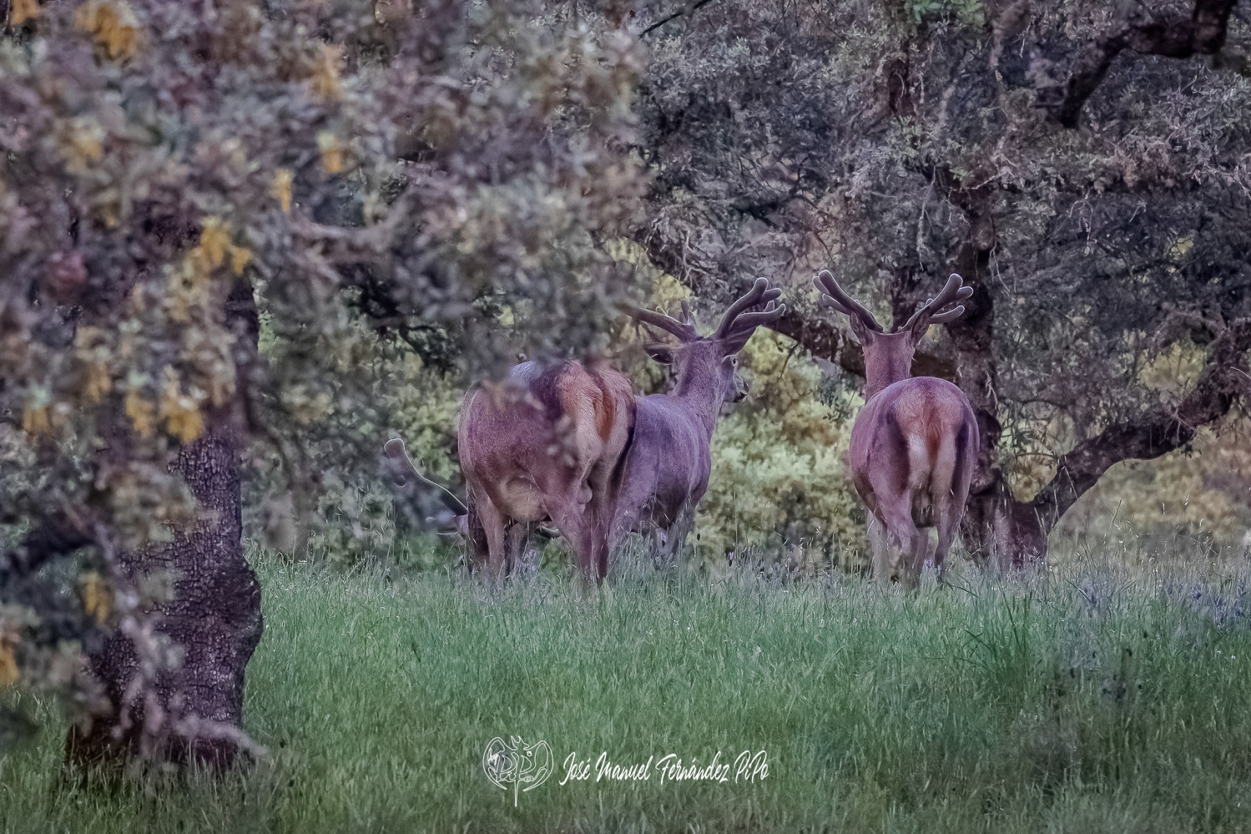 PiPo_360085-CR3_DxO_DeepPRIMErlr