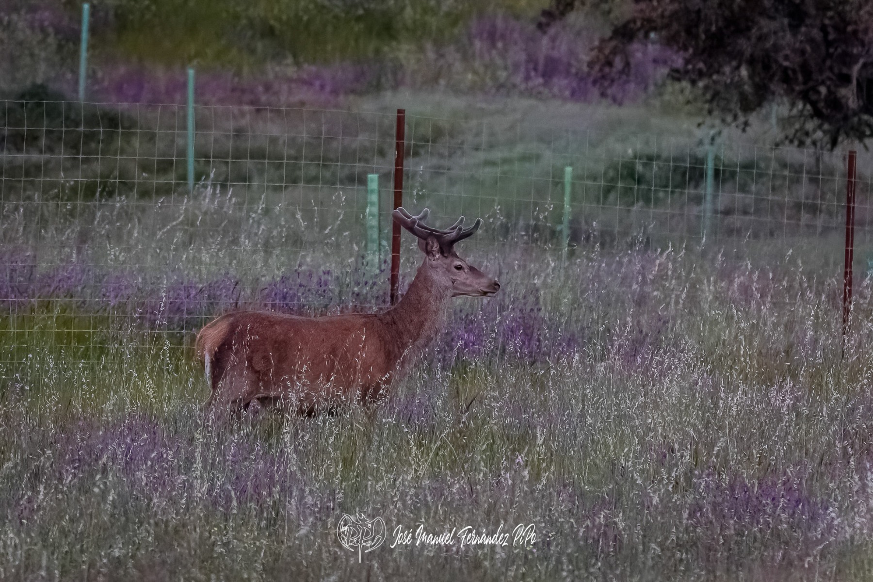 PiPo_360477-CR3_DxO_DeepPRIMErlr