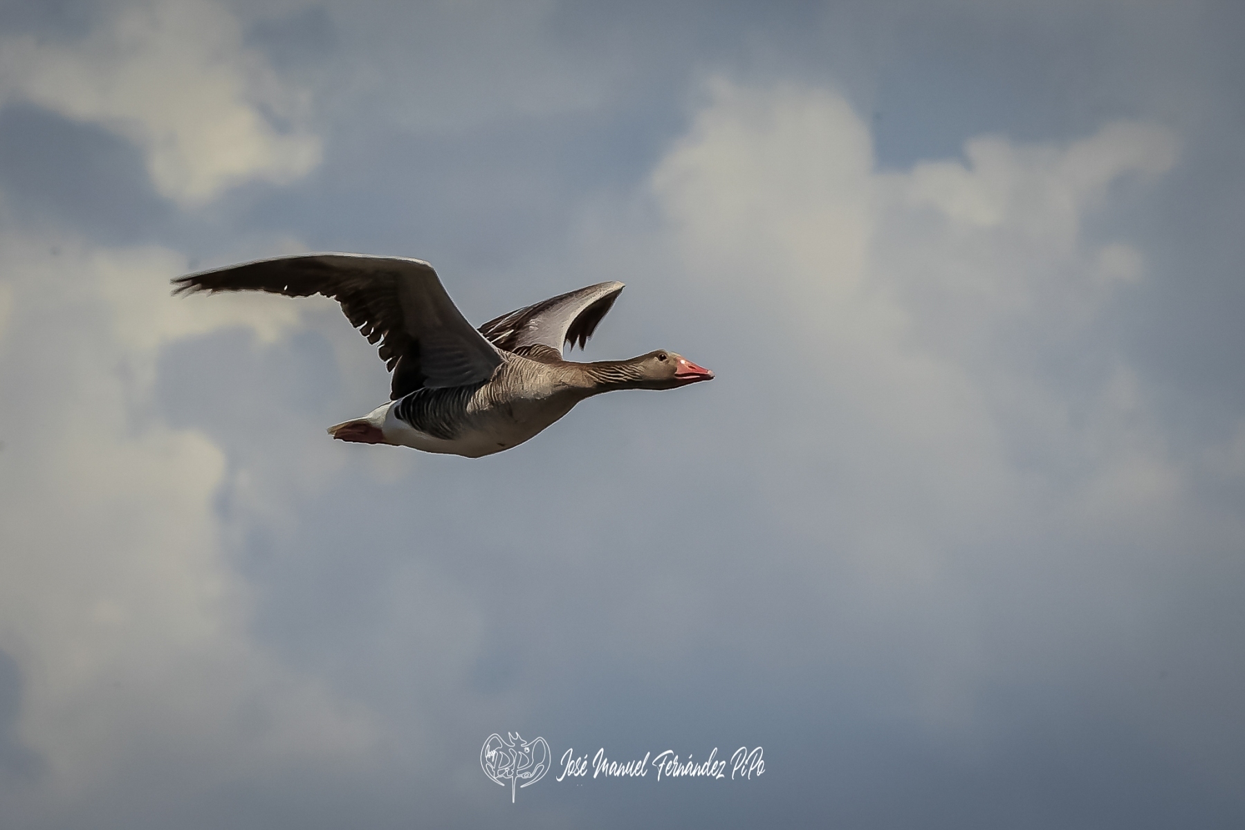 PiPo_353806-CR3_DxO_DeepPRIMErlr