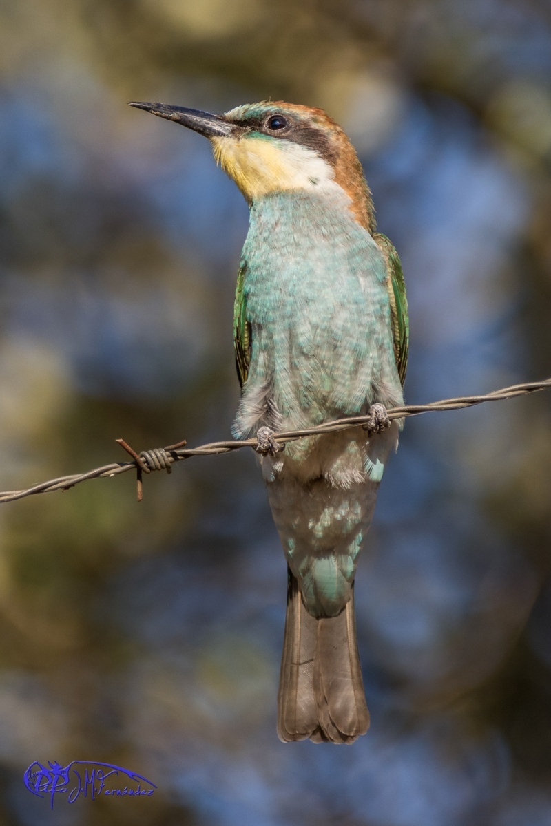 25758979171_7d3baa265c_or